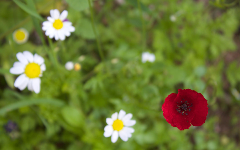 άνοιξη-στην-πάρνηθα-2018244