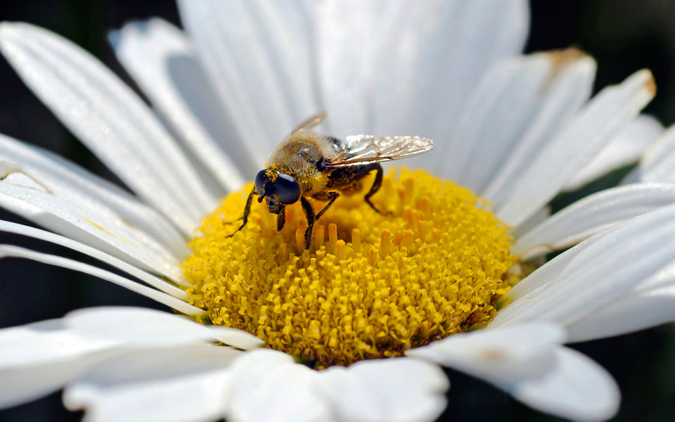 που-πονάει-περισσότερο-το-τσίμπημα-τη-2016079