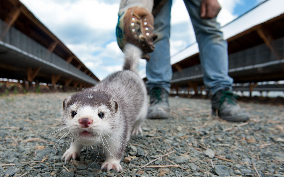 το-θρίλερ-με-τα-μίνκ-2019958