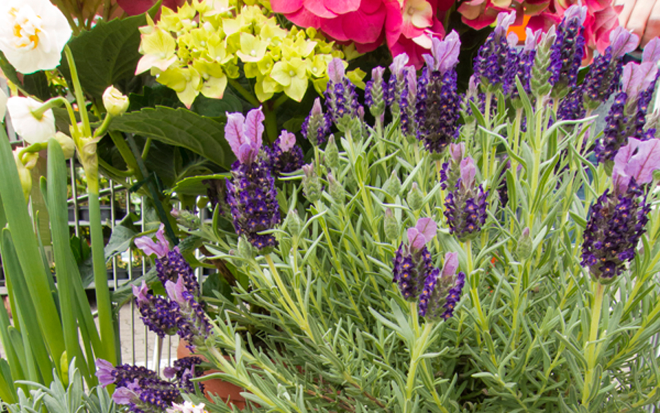 greenpeace-φυτά-με-τοξικά-στους-κήπους-2019422