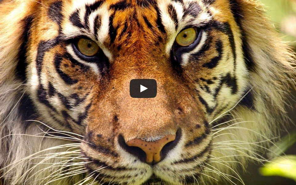 τα-10-ζώα-που-κινδυνεύουν-με-εξαφάνιση-τ-2019130