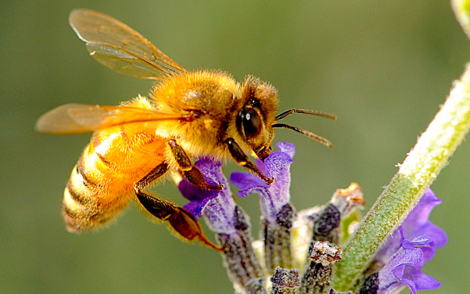 πώς-μια-μέλισσα-έγινε-πριγκίπισσα-2023693