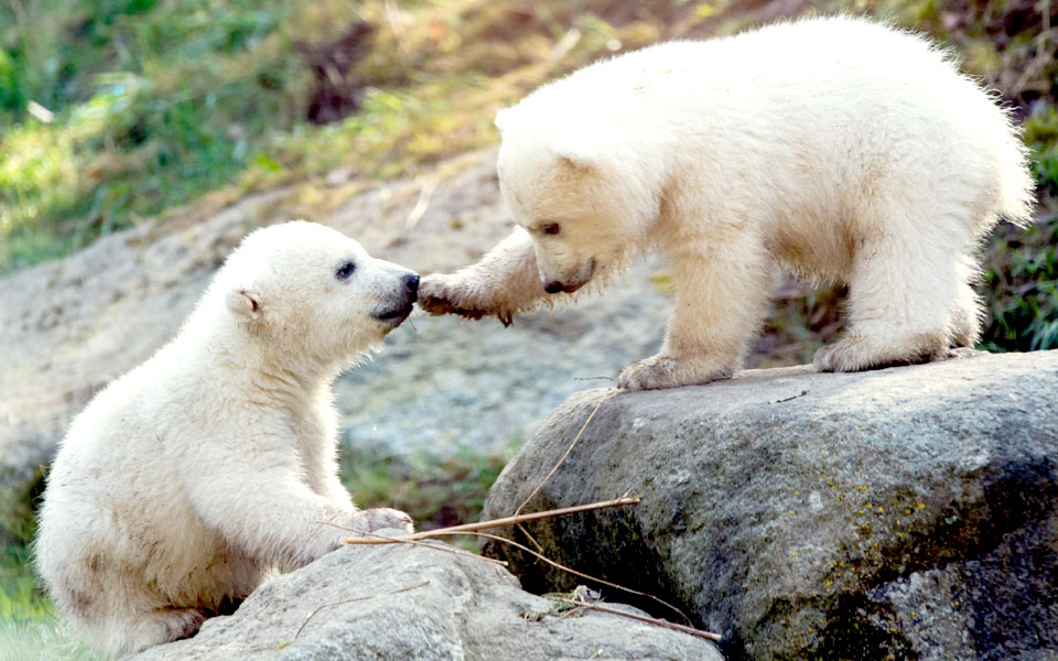 ο-νόμπι-και-η-νέλα-2025226