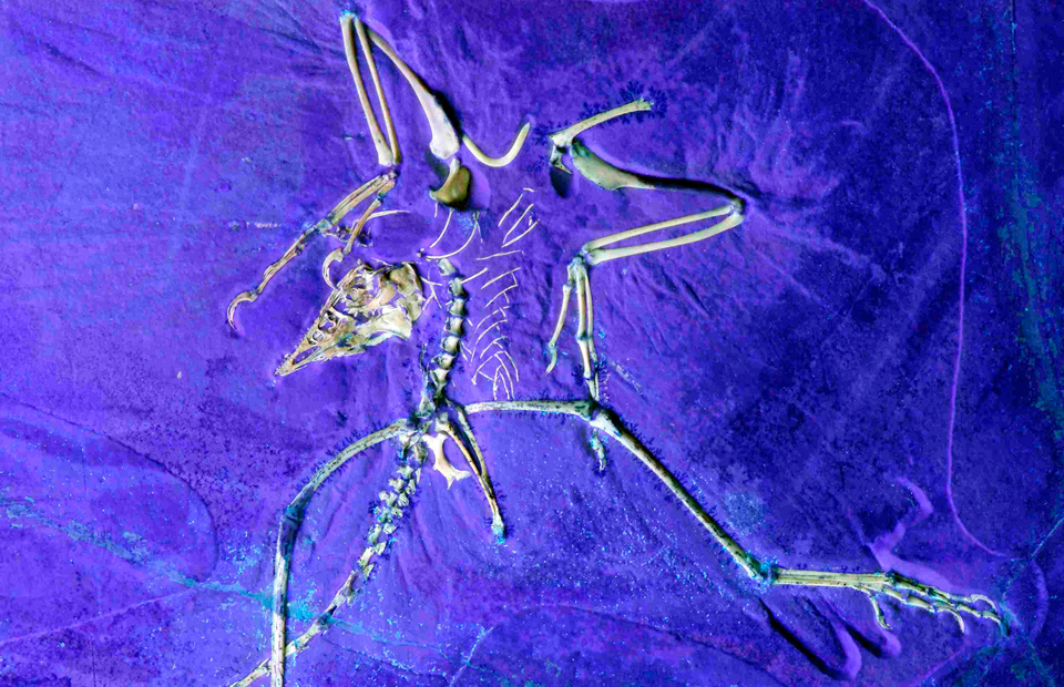 εξέταση-αρχαιοπτέρυγος-με-τεχνική-ντ-2025111