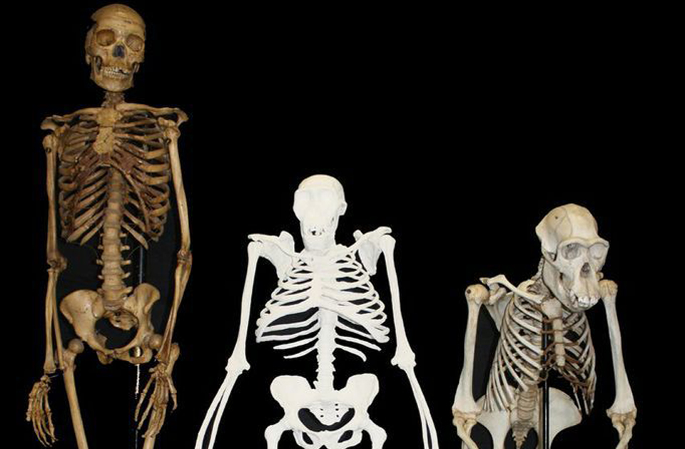 νοητική-δύναμη-εις-βάρος-μυϊκής-δύναμ-2026285