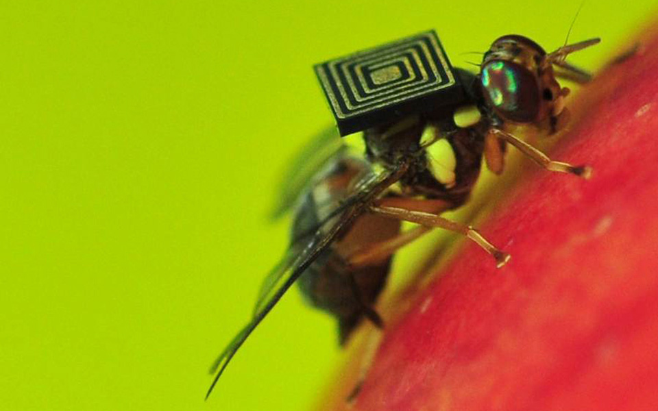 παρακολούθηση-μύγας-2025975