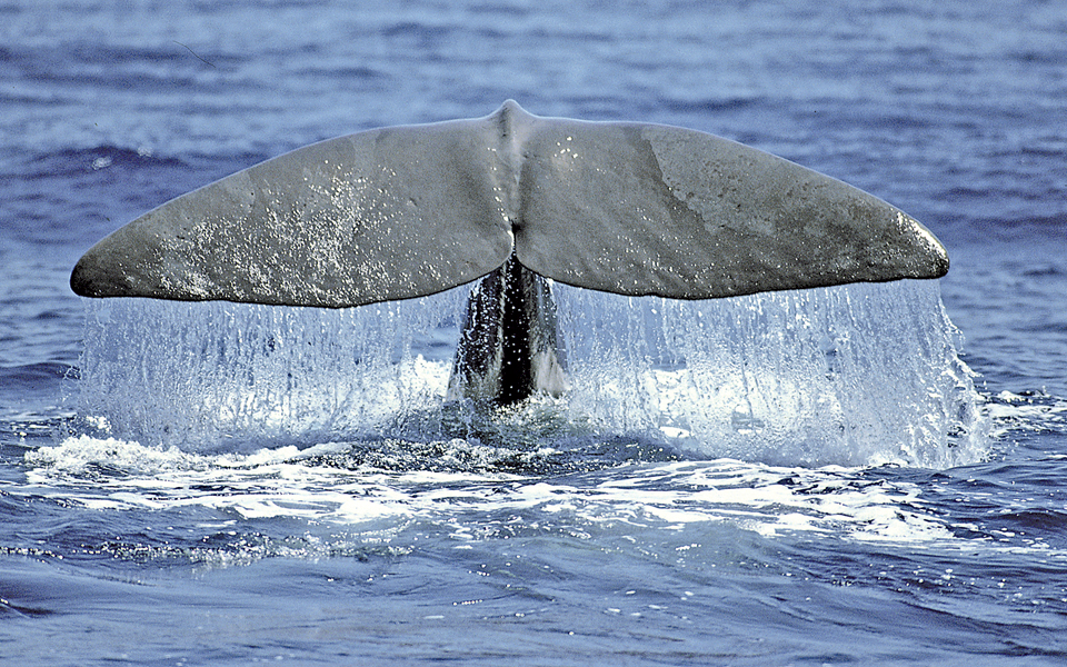 στον-κόσμο-των-200-ιθαγενών-φυσητήρων-2026799