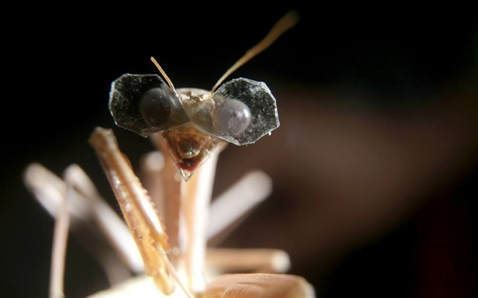 βάζοντας-τα-γυαλιά-σεαλογάκια-της-πα-2024306