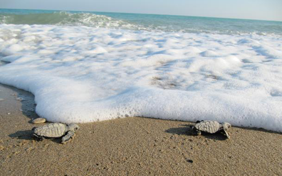 μέτρα-προστασίας-για-την-περιοχή-θίν-2023196