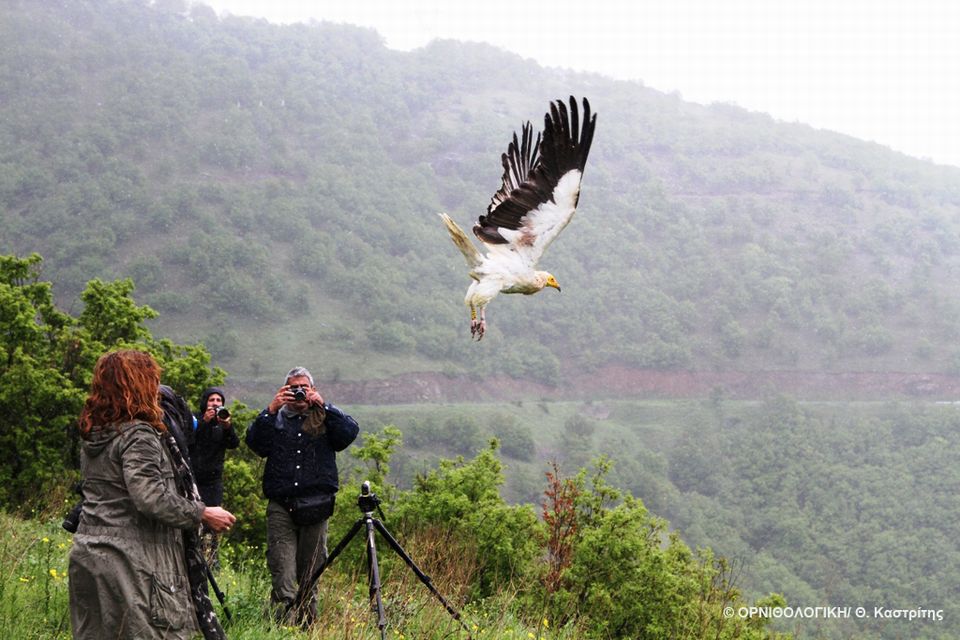ελεύθερος-και-πάλι-γύπας-σπάνιου-είδο-2023764