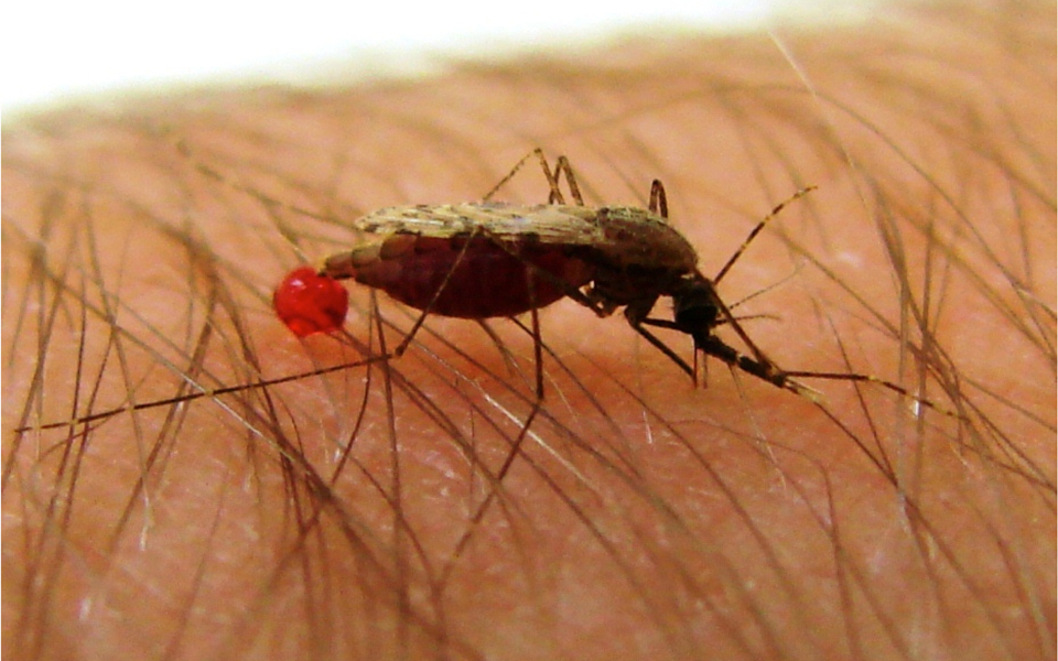 ελληνικά-αρωματικά-φυτά-κατά-ελονοσί-2021127