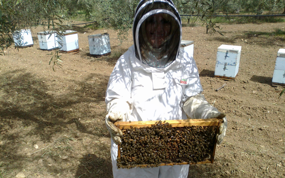 ηπα-χάθηκε-1-στις-4-μέλισσες-2023684