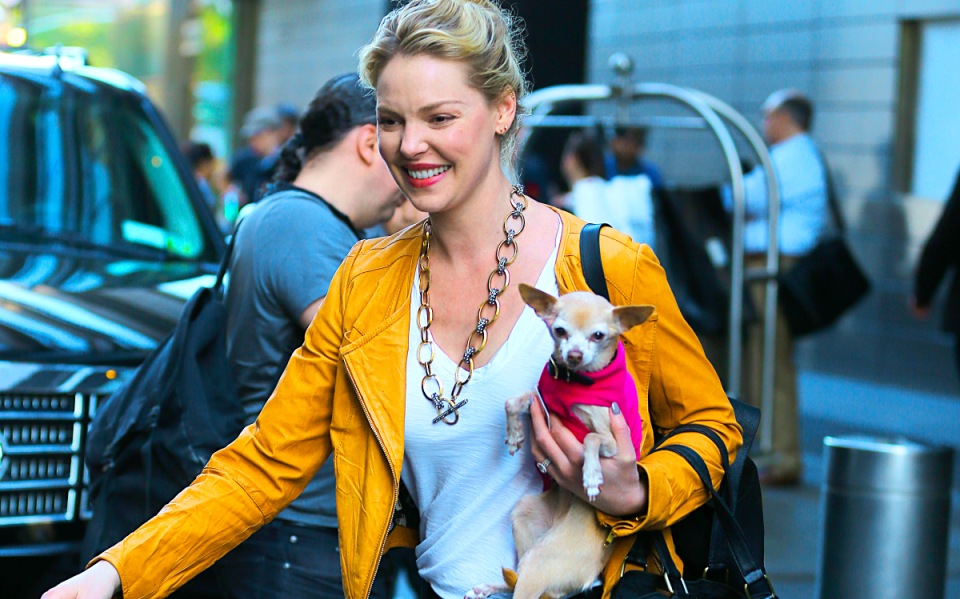 οι-51-λόγοι-που-το-κατοικίδιό-σου-κάνει-κ-2024084