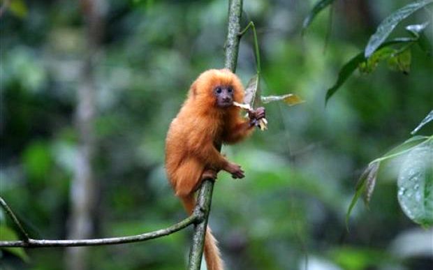 χίλιες-φορές-πιο-γρήγορα-η-εξαφάνιση-τ-2026522