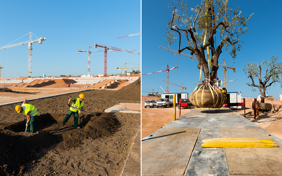 ενα-δέντρο-μεγαλώνει-στην-αθήνα-το-νέο-2026577