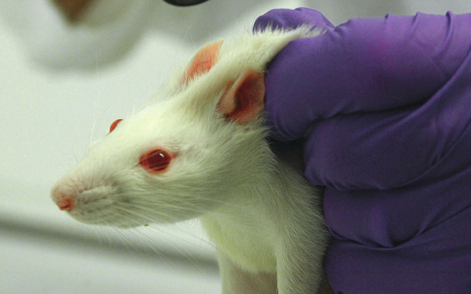 ιδιο-γονίδιο-για-καρκίνο-μαστού-πνεύμ-2027281