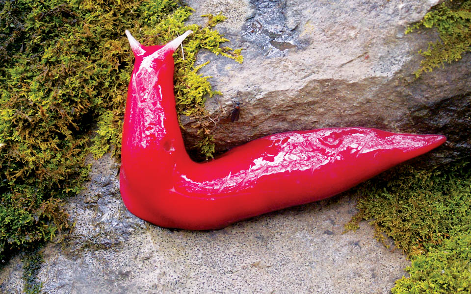 είναι-ροζ-και-μένει-ψηλά-2029098