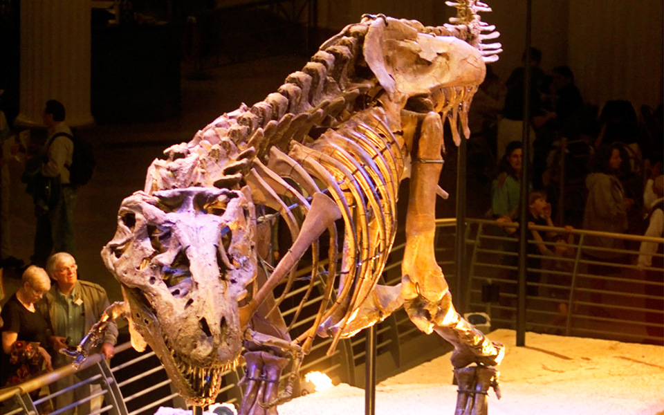 οι-δεινόσαυροι-ήταν-μεσόθερμοι-2029204