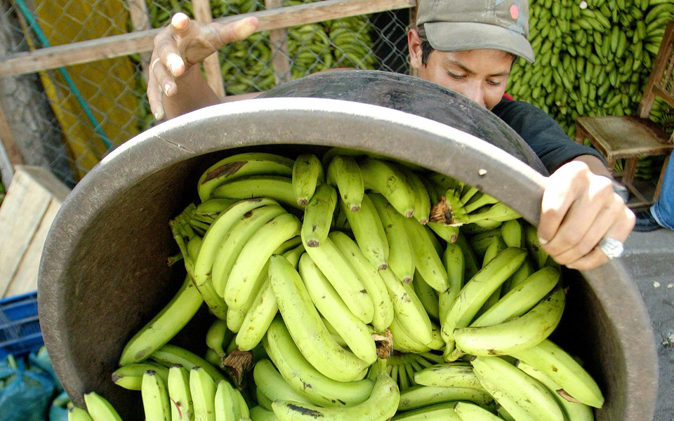 μπανάνα-κατά-της-παιδικής-θνησιμότητ-2029838