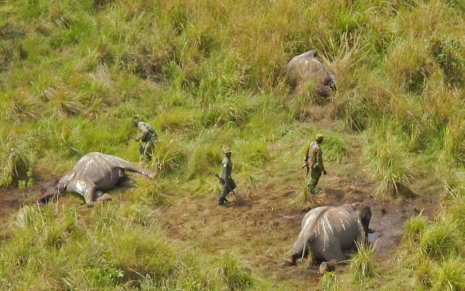 θύματα-λαθροθηρίας-20-000-ελέφαντες-της-αφ-2029146