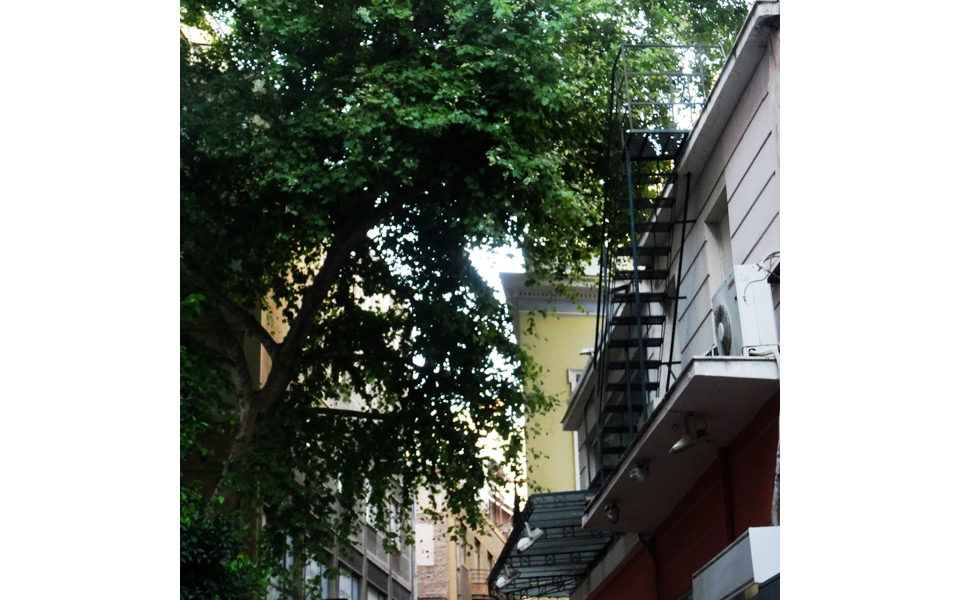 τα-πλατάνια-της-οδού-μιλτιάδου-2032977