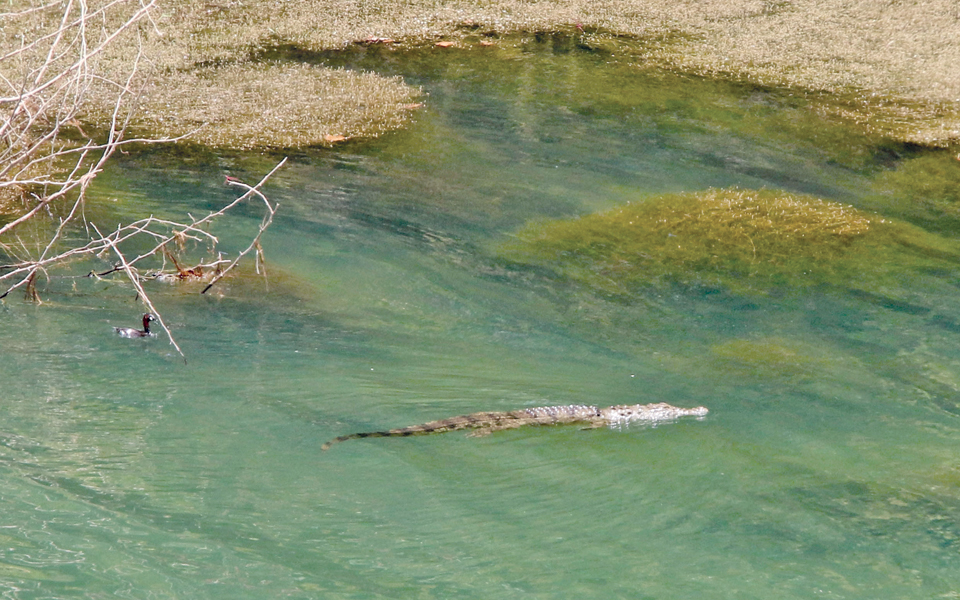 μικρή-πικρή-μου-δημαρ-2034783