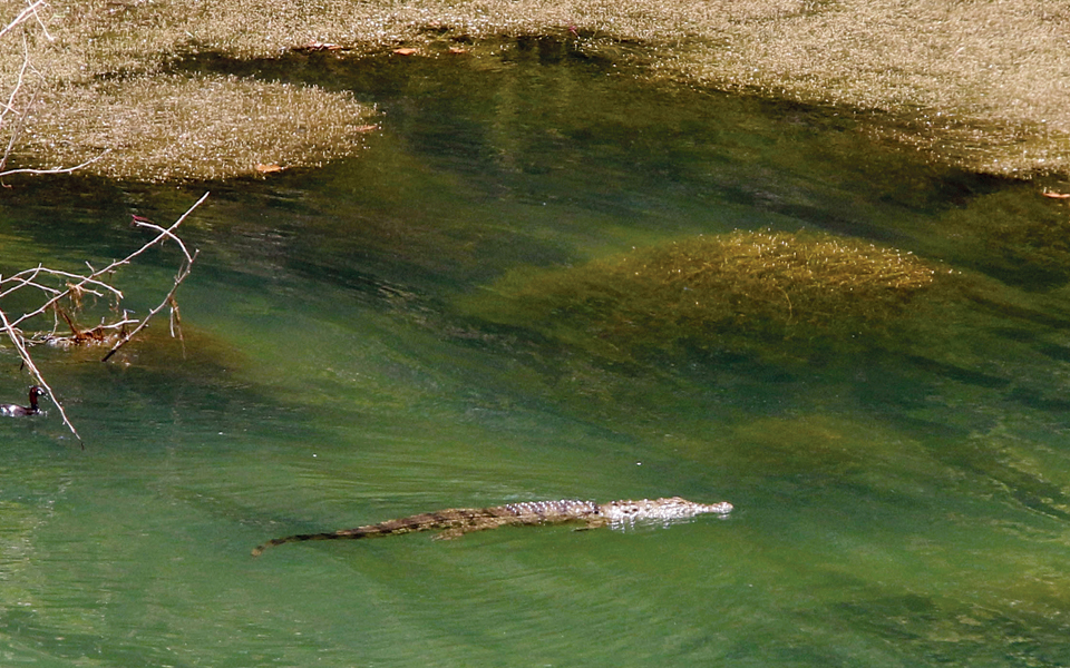 ζώα-celebrities-στην-ελλάδα-2035837