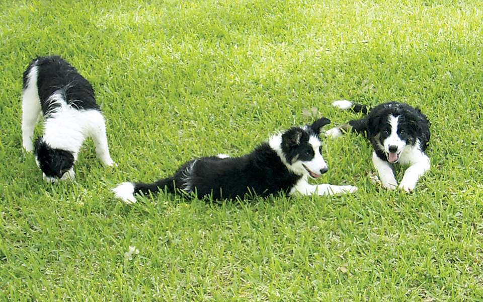 τα-σκυλιά-ζηλεύουν-όπως-και-οι-άνθρωπο-2036723