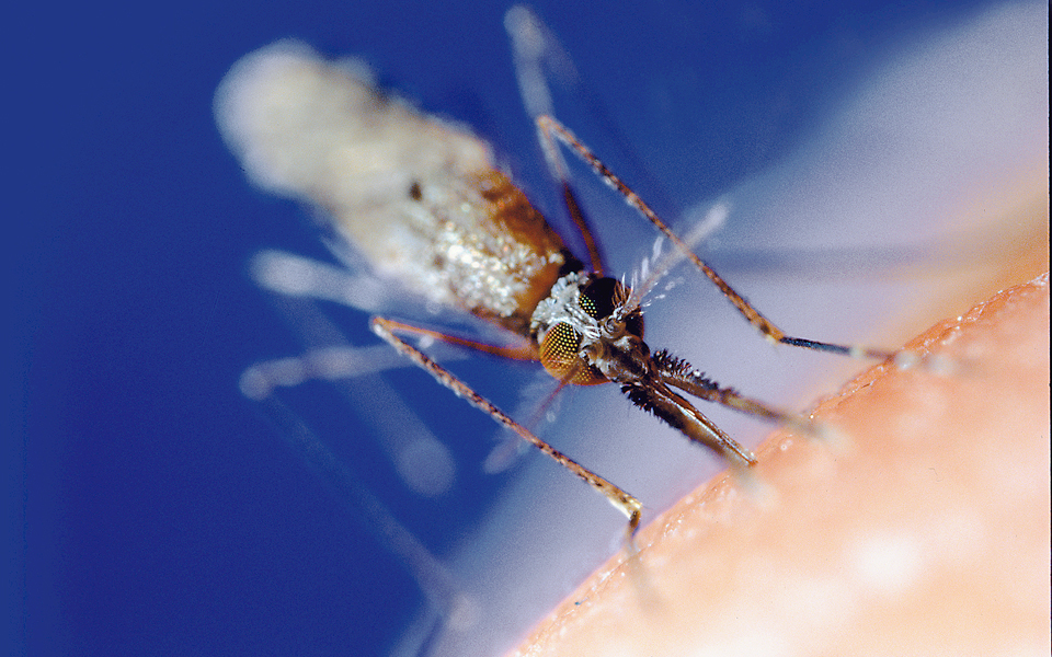 γενετική-επίθεση-στα-επικίνδυνα-κουν-2036975