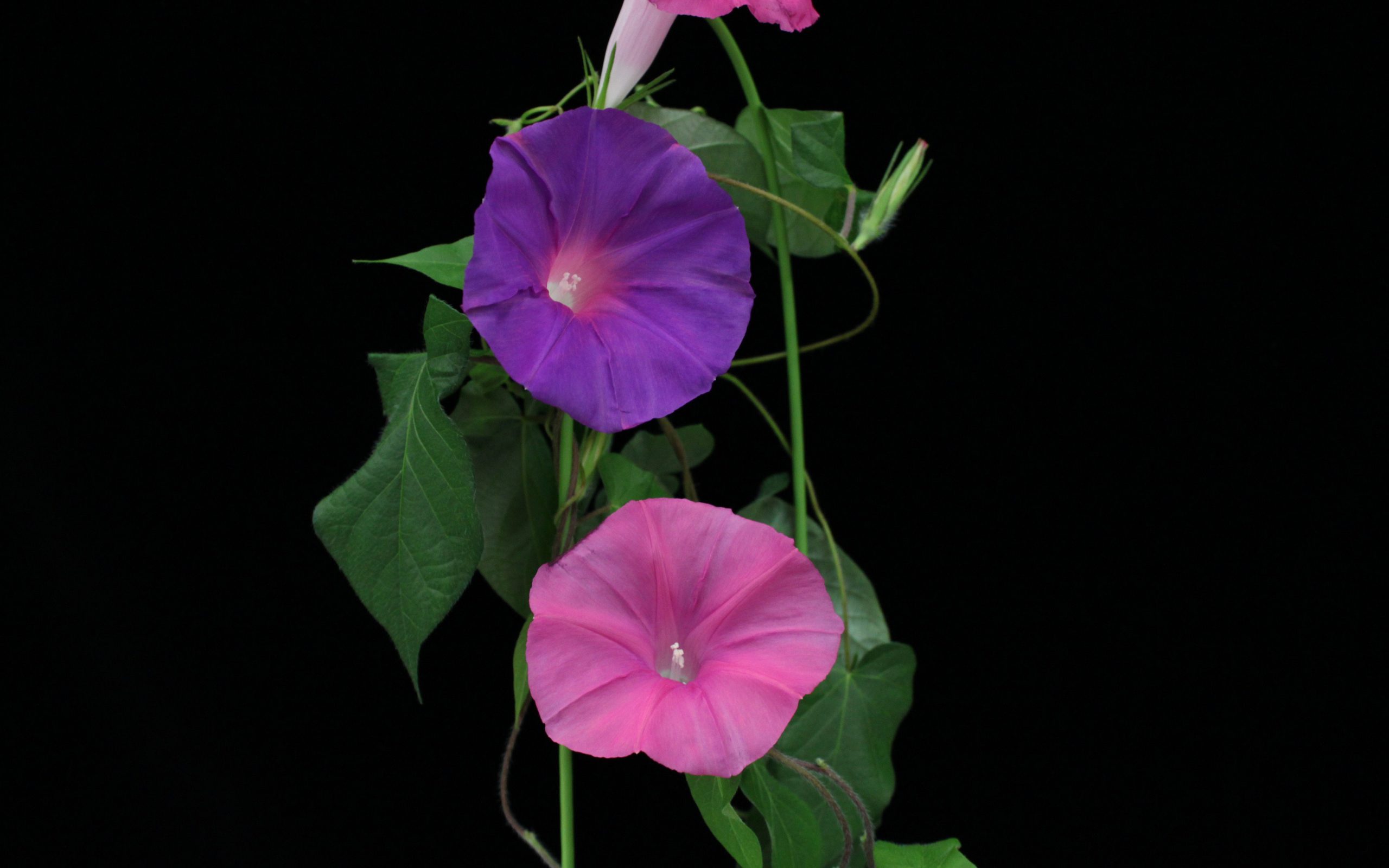 νέα-έρευνα-καθιστά-δυνατή-την-παράτασ-2033306