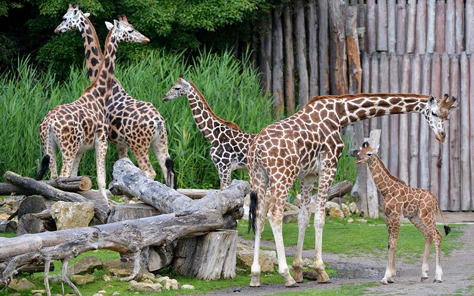 η-μικρή-ματίμπα-2035753