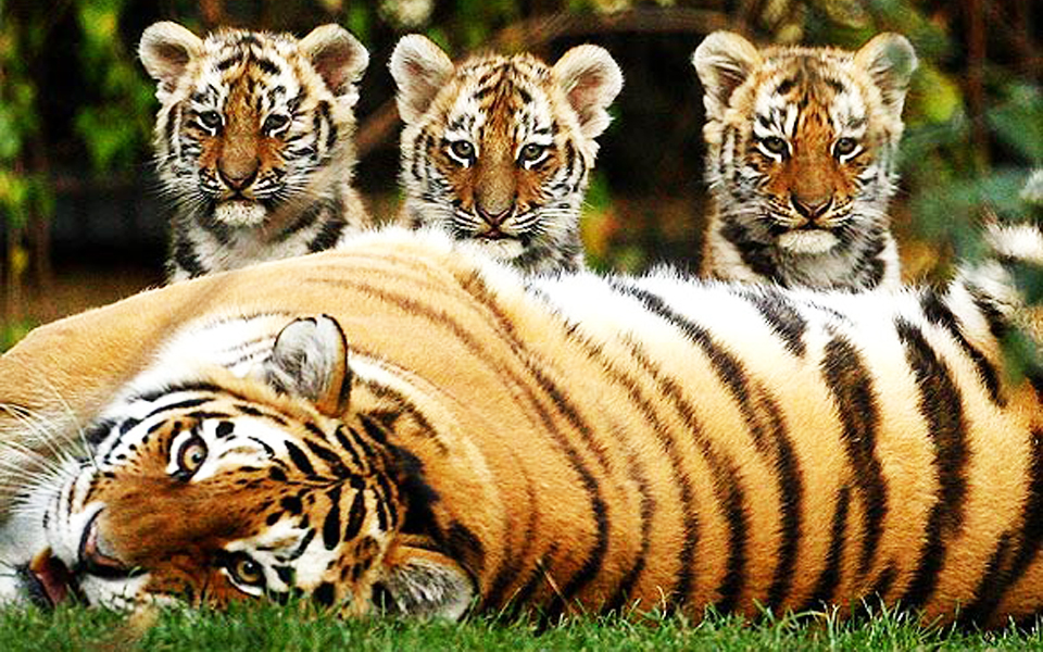 δραματική-εξαφάνιση-του-πιο-διάσημου-2037351