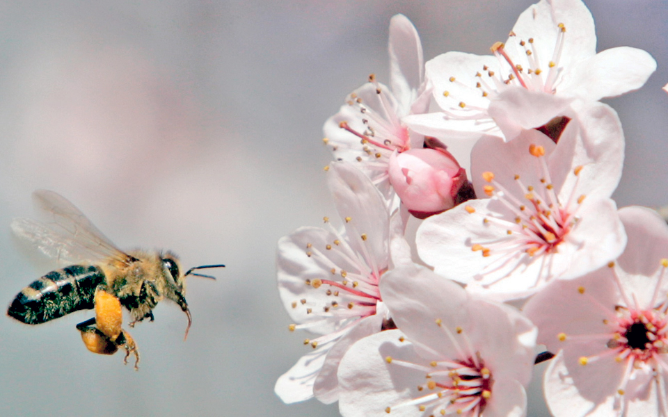 ατομική-βούληση-στις-αποικίες-άγριων-2039647