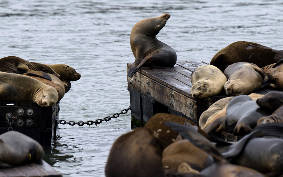υποπτοι-για-φυματίωση-φώκιες-και-θαλά-2040410