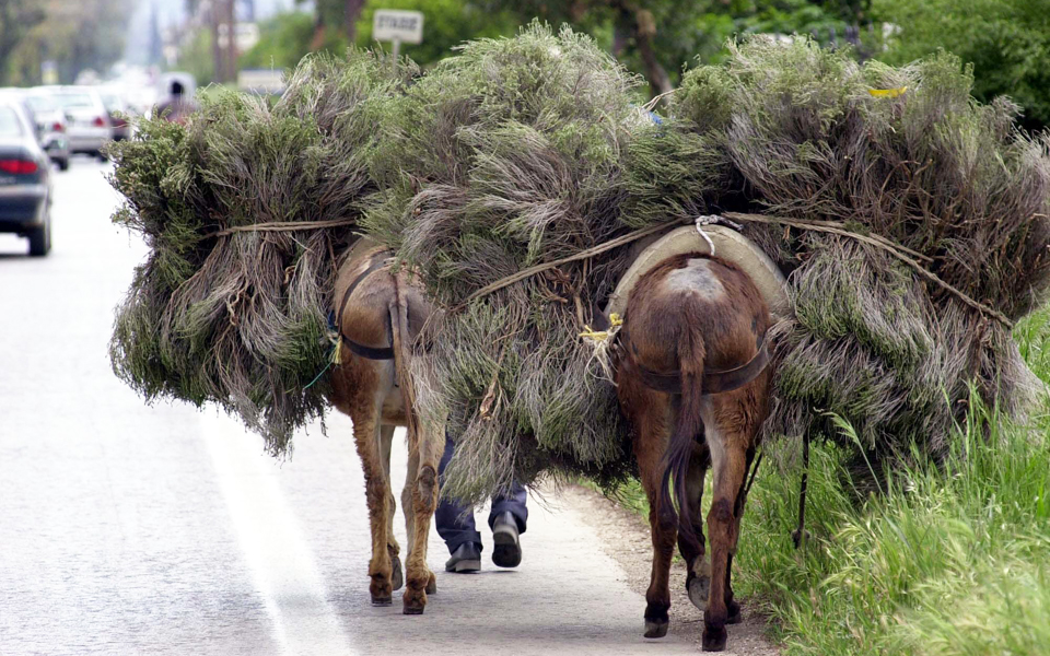 παράνομη-συλλογή-αρωματικών-φυτών-2040566