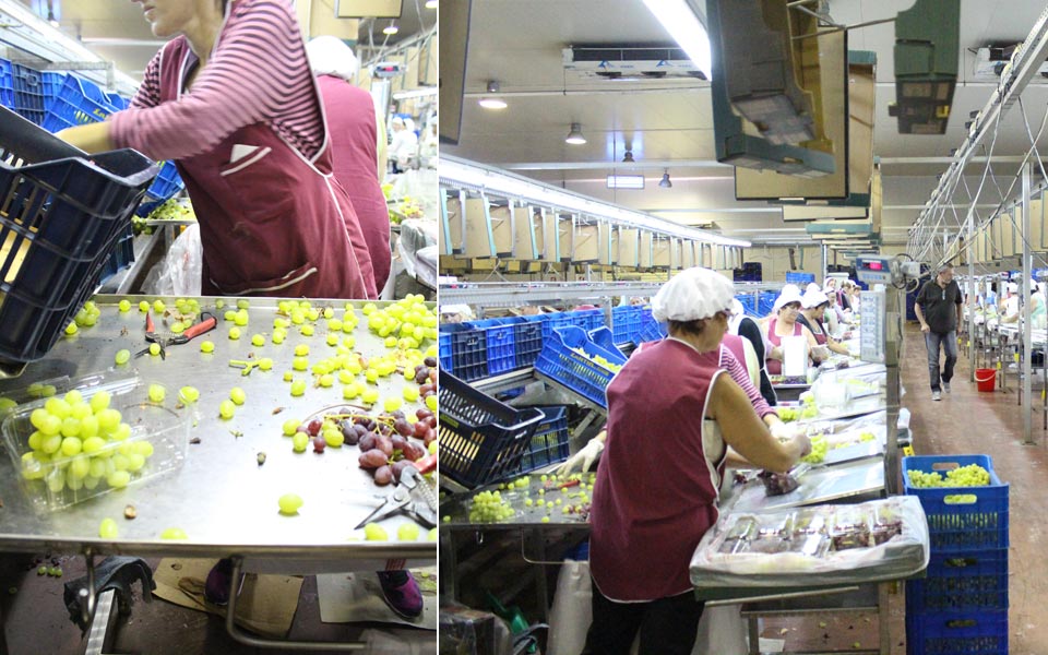 τα-σταφύλια-που-αγάπησαν-οι-βόρειοι-2041696