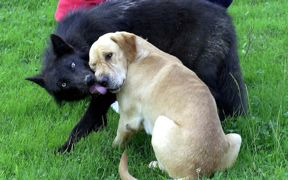 πώς-ο-λύκος-έγινε-ένας-χαριτωμένος-σκύ-2041751
