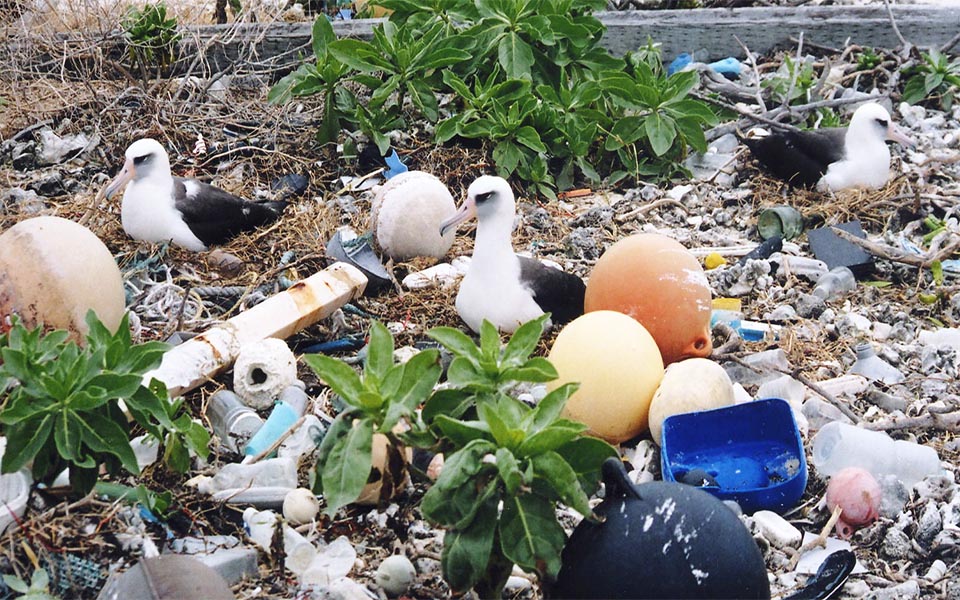 τα-άλμπατρος-που-τρώνε-πλαστικό-2038648