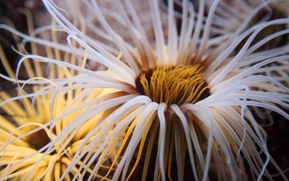 χαρτογράφηση-της-βλάστησης-στον-βυθό-2038472