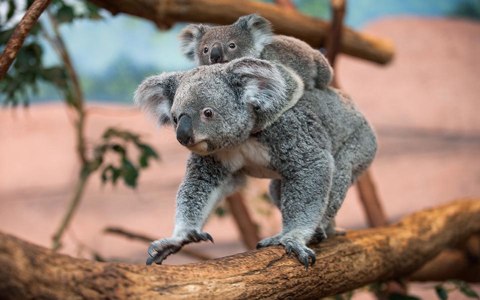 η-αλίνγκα-μεγάλωσε-2038805