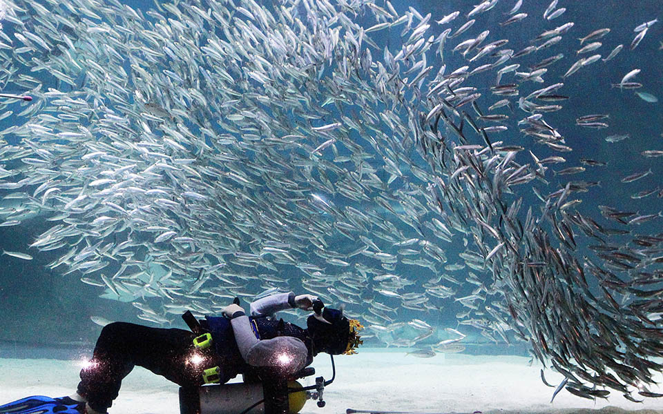 δαμάζοντας-τις-σαρδέλες-2038637