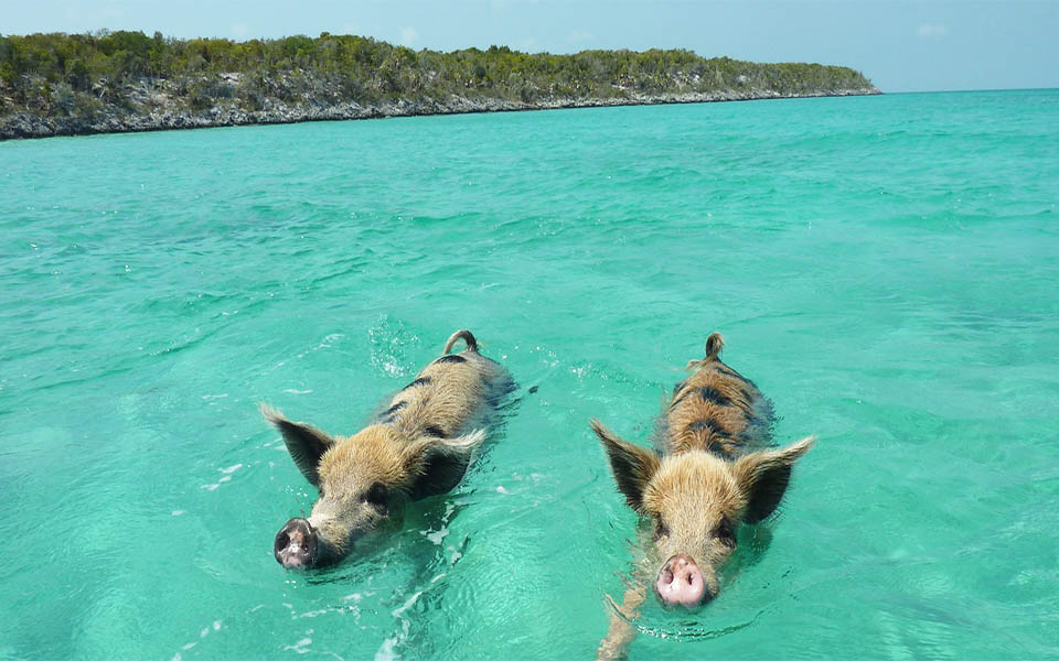 γουρούνια-στον-ωκεανό-2038644