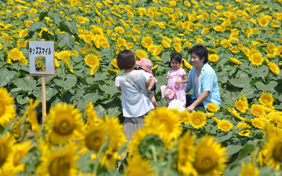 βόλτα-στα-ηλιοτρόπια-2038376