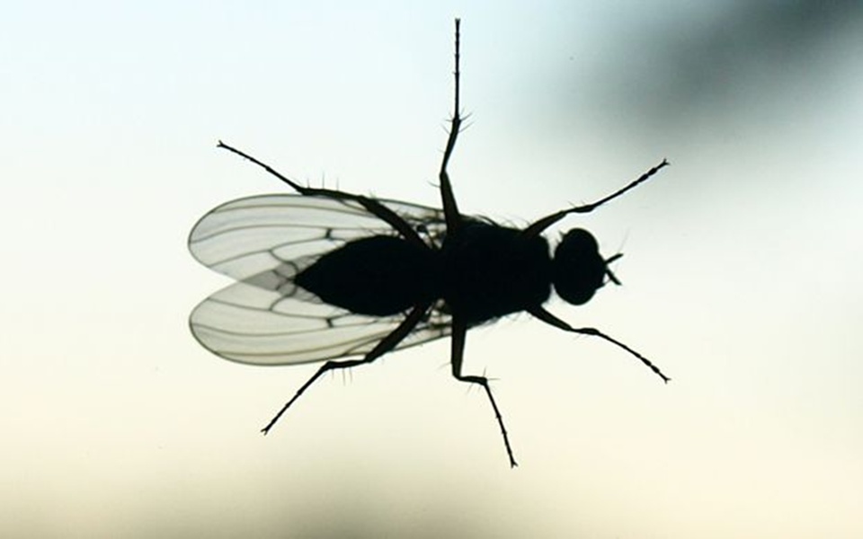 οταν-οι-μύγες-κάνουν-τον-ψόφιο-κοριό-2039676