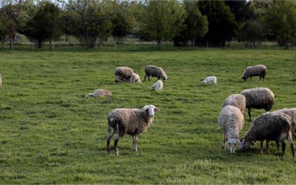 κρούσματα-καταρροϊκού-πυρετού-στο-πω-2038298