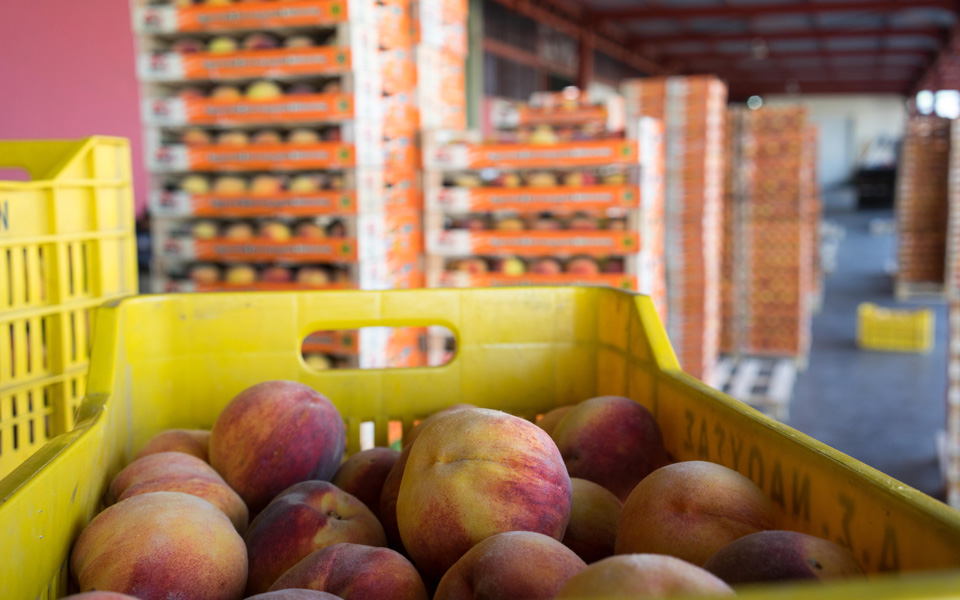 το-μακρύ-ταξίδι-των-ελληνικών-ροδάκιν-2040359