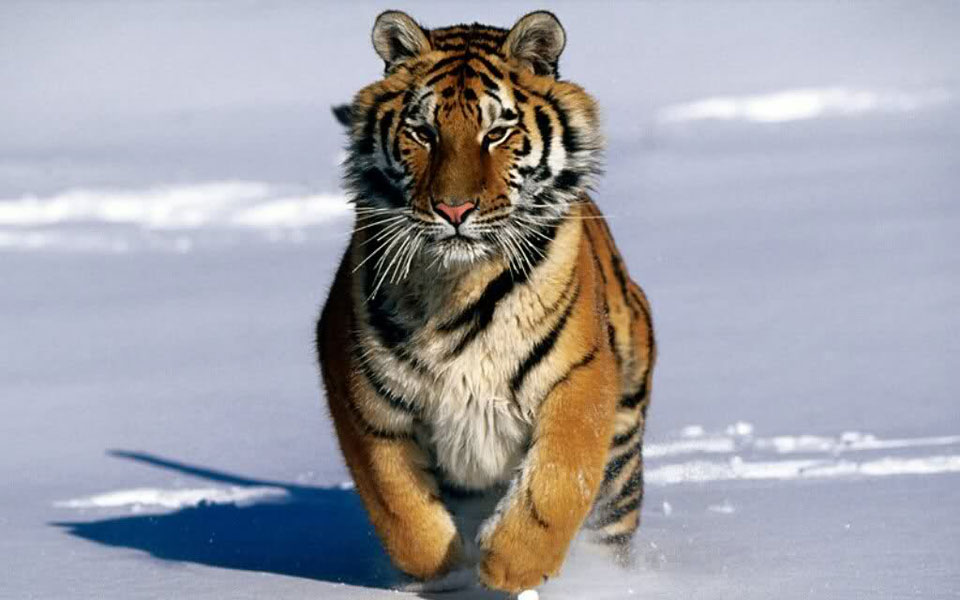 wwf-περισσότερα-από-τα-μισά-ζώα-του-πλανή-2047130