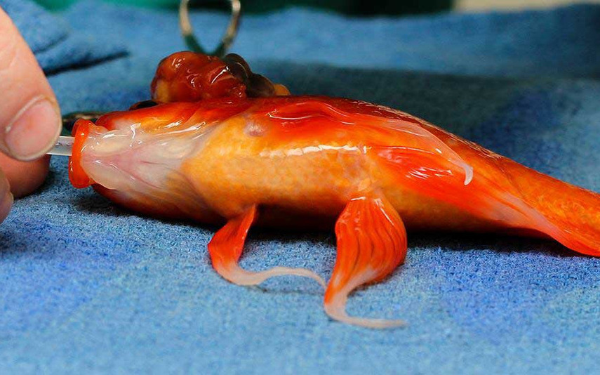 αφαίρεση-όγκου-από-εγκέφαλο-χρυσόψαρ-2044689