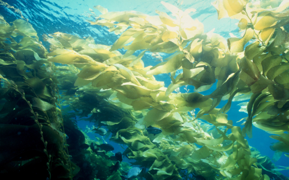 θα-φτιάχνουν-ρούχα-με-φύκια-2042647