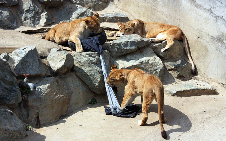 άγρια-παντελόνια-2043432